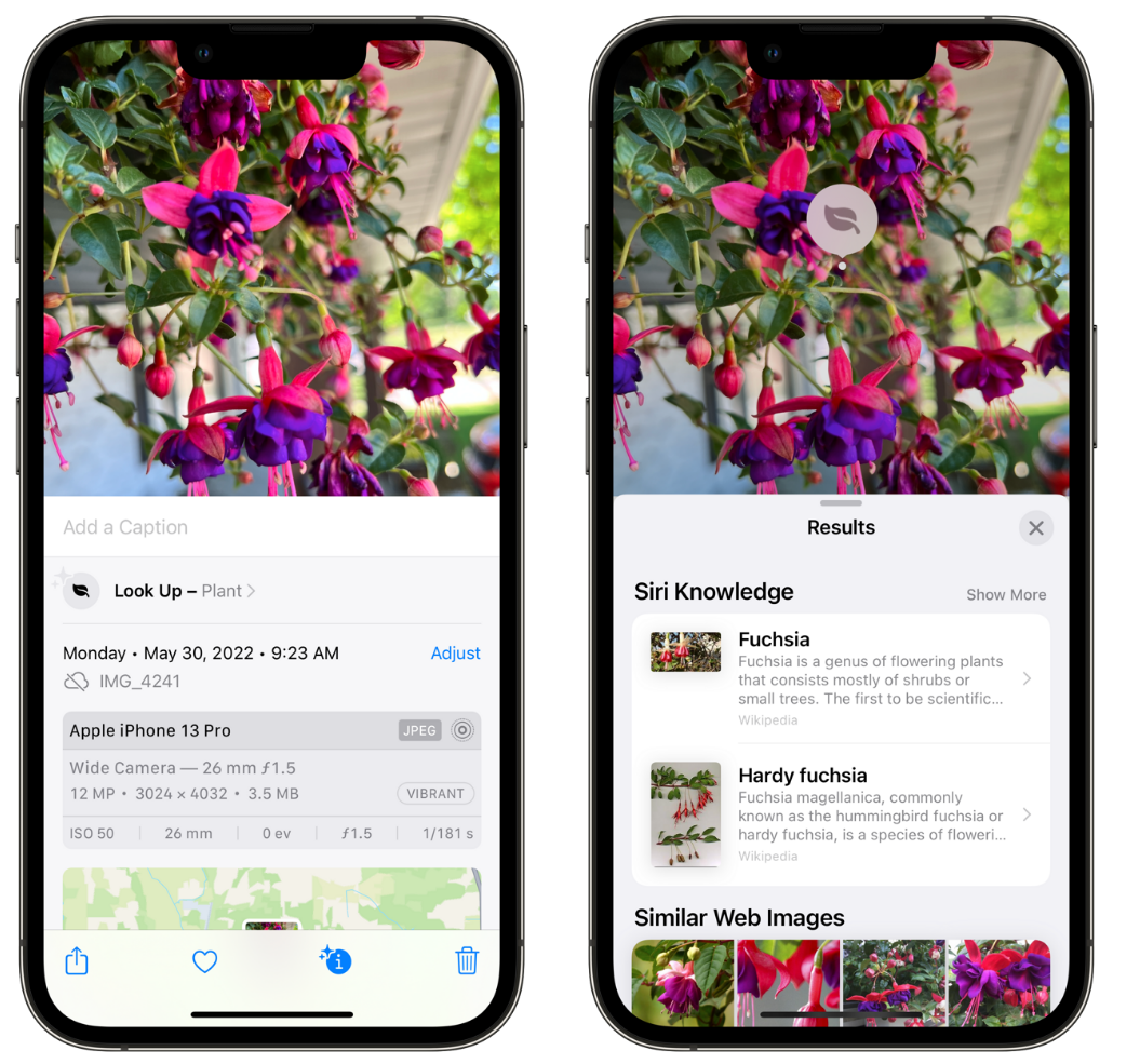 台前苹果手机维修分享小技巧：使用 iPhone 相机识别花卉植物 